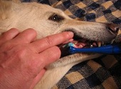 hond tandenpoetsen