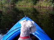 Hond op de boot