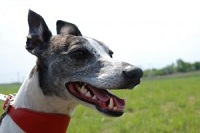 Greyhound met rode halsband