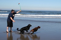 Man met twee honden op strand aan het spelen